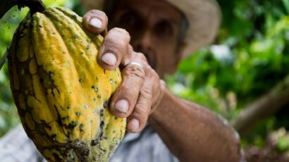 A farmer's hand holding a ripe cacao pod during the harvest season in a lush plantation.