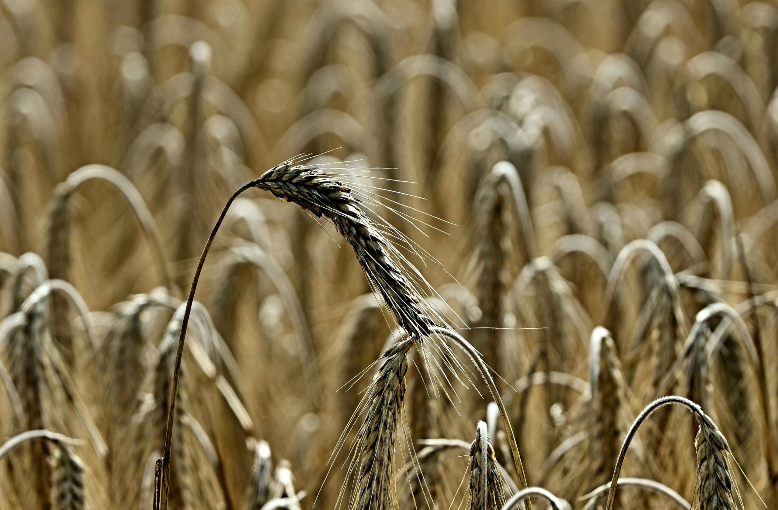 Close-up of ripe wheat in a golden field during harvest season, showcasing agriculture beauty.