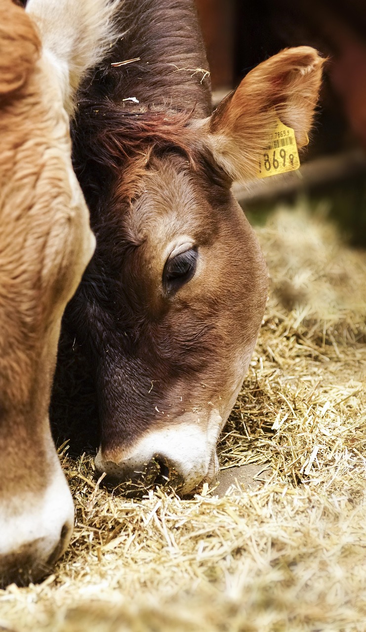 cow, farm, animal, cattle, agriculture, beef, mammal, cows, brown, farming, milk, nature, bull, hay, feeding, grass, farmer, calf, eating, ear, brown farmer, brown cow