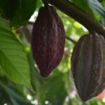 The Organic Cocoa Market Is Shifting — Here’s What You Need to Know