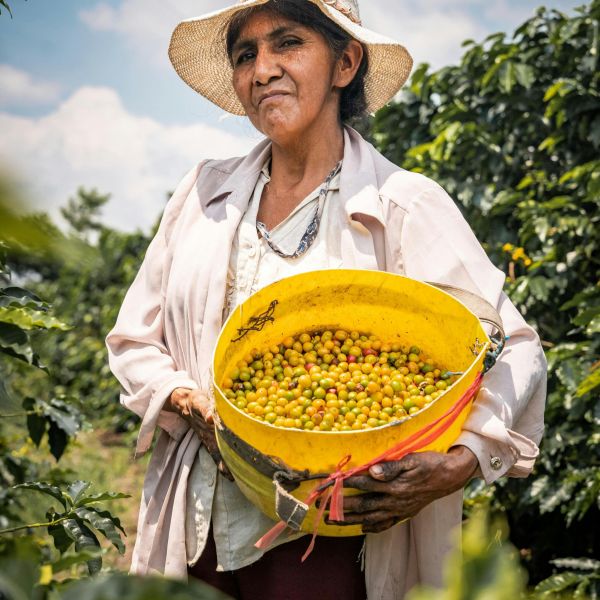 A female coffee farmer in Moyobamba, Peru, holds a basket of ripe coffee beans on a sunny day.